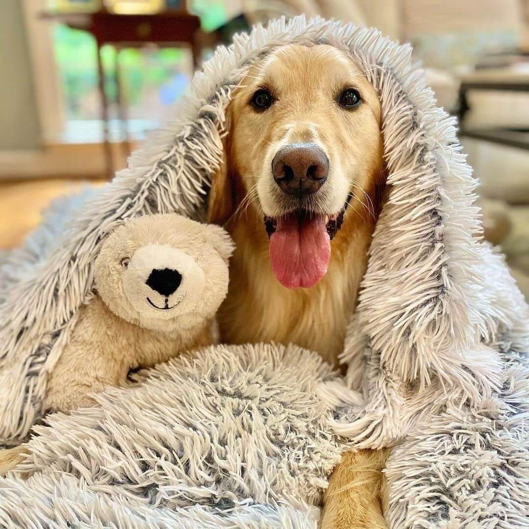 HappyPawLand - Anxiety Relieving Paw Pet Blanket