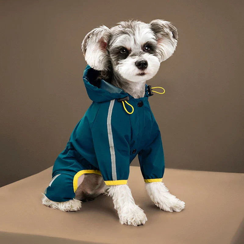 Leashes, Collars & Harnesses